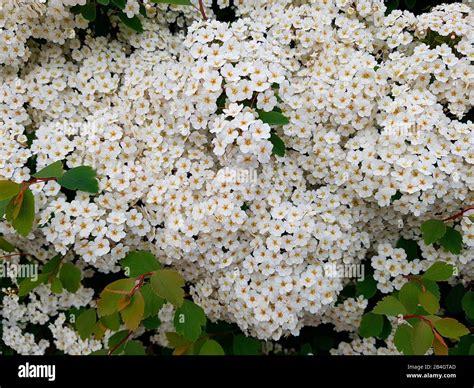 White Flowering Shrub Stock Photo Alamy