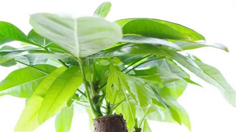 Indoor Palm Tree Leaves Turning Brown 9 Causes And Solutions