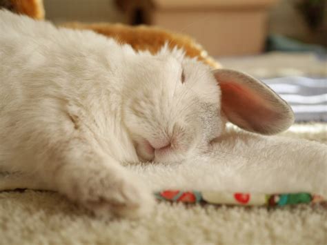 158 best Sleeping bunnies images on Pinterest | Rabbits, Bunnies and Baby bunnies