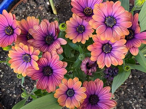 Osteospermum Zion Copper Amethyst Sunnyvale Garden