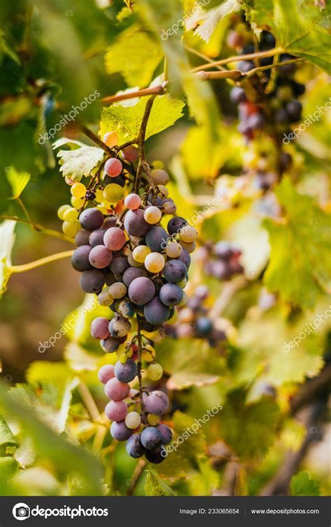 Uvas En La Vid Foto De Stock Toreincarnate