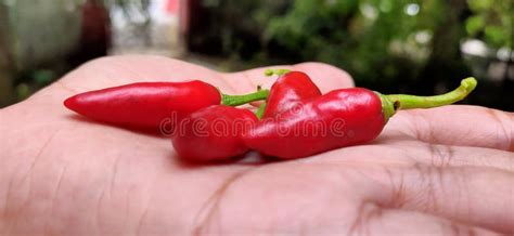 Indian Red Chilli Very Hot Stock Image Image Of Green