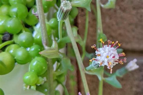 Flower Of String Of Dolphins SUCCULENTdotCARE