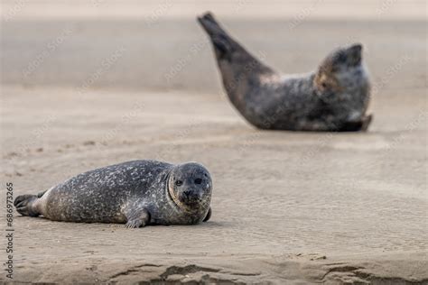 Les phoques de la côte Picarde Baie de Somme et côte d Opale Stock