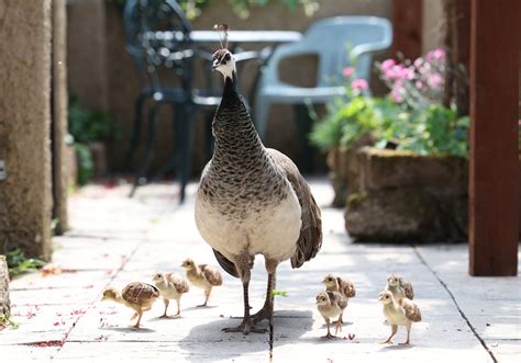 The Telegraph On Twitter 🦚 Peacocks That Have Terrorised Residents