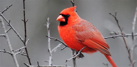 cardinal spiritual meaning  symbolism astrologycom