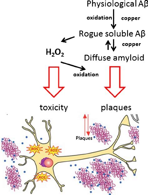 Theoretical Model Of Copper Toxicity In Ad See Text The Download Scientific Diagram