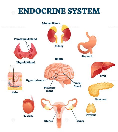 Diagram Of The Endocrine System And Their Functions Endocrin