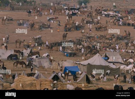 Pushkar Mela Crowd Hi Res Stock Photography And Images Alamy