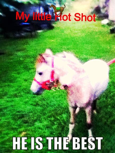 Lol My Mini Horse Horses