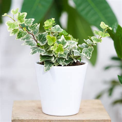 Hedera Helix White Wonder 15cm Sklep Z Roślinami Cocaflora