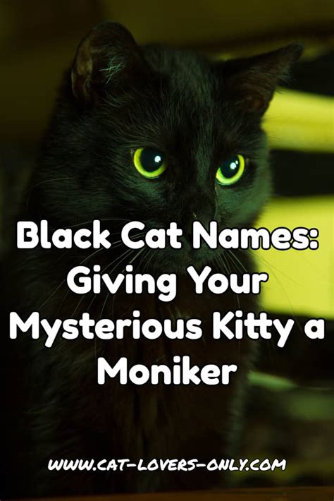 Black Cat Names | Help With Giving Your Mysterious Kitty A Moniker