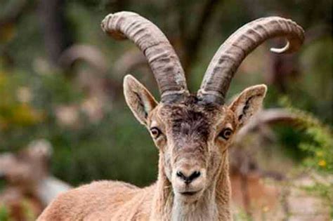 Spanish Ibex Hunt. Let´s be guided by an experimented Mountain Guide