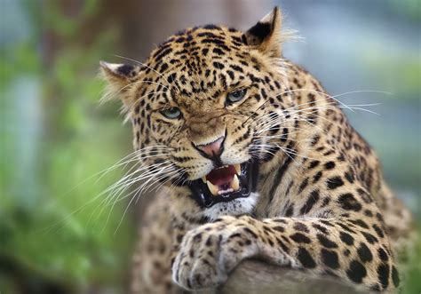 A Roaring North China Leopard Panthera Pardus Japonensis On A Tree