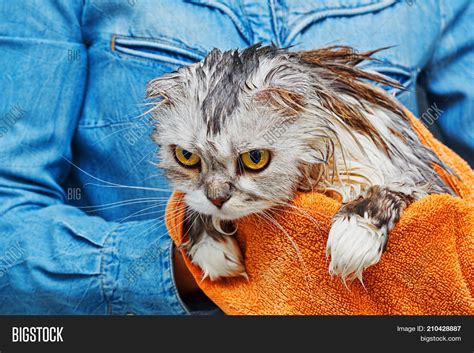 Angry Wet Cats
