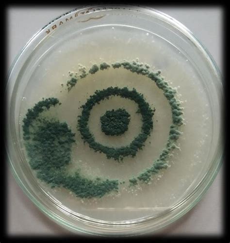 1 Fungal Isolates With Higher Total Cellulase Enzyme Activities