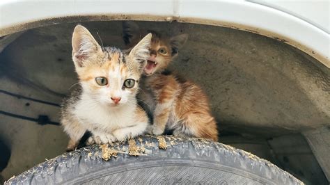 Kleine Katzen Auf Dem Campingplatz Fotos Hikr Org