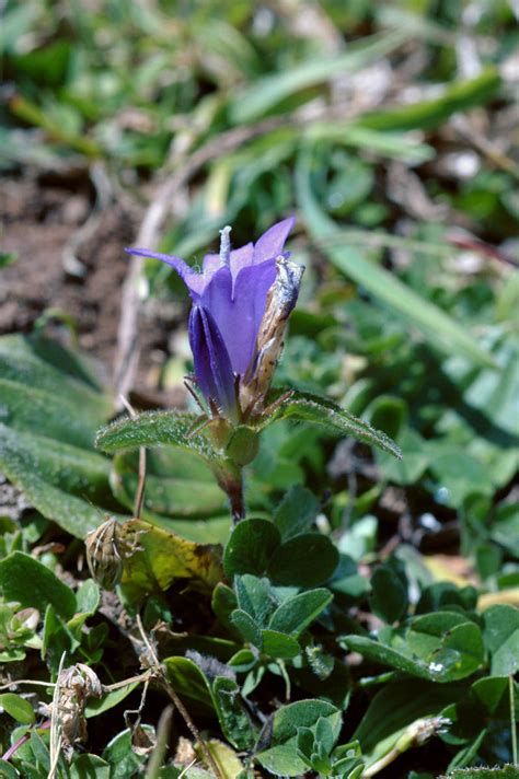 Campanula Glomerata Campanulaceae Image At Phytoimages Siu Edu