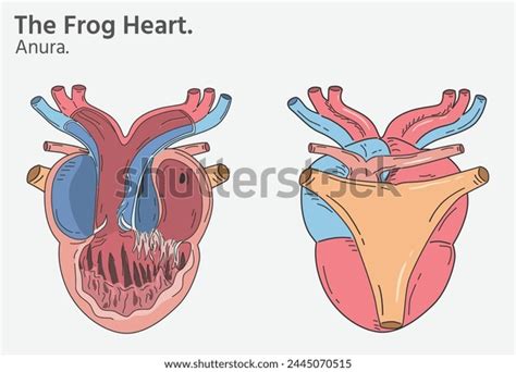 Frog Heart Structure Stock Photos 63 Images Shutterstock
