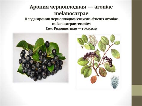 Арония черноплодная — aroniae melanocarpae - презентация онлайн