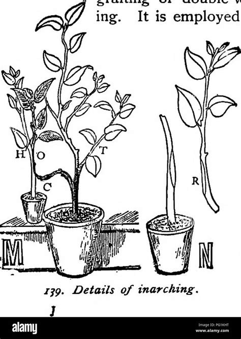 nursery book  complete guide   multiplication  plants