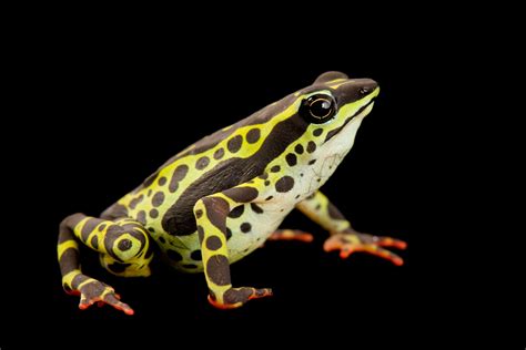 New staple-size frog from Madagascar is one of the tiniest ever discovered