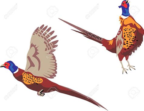 Product Ring Necked Pheasant Illustration Stock Illustration