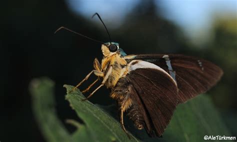 Saltarina relámpago azul de dos barras Cancun y sus mariposas