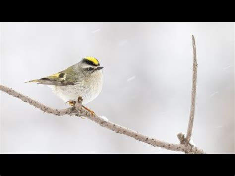 Snowy Day Early January With Golden Crowned Kinglets And Brown