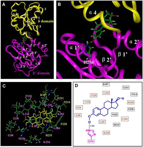 Docking Analysis Of The Binding Interaction Of E Inside Human Pdi