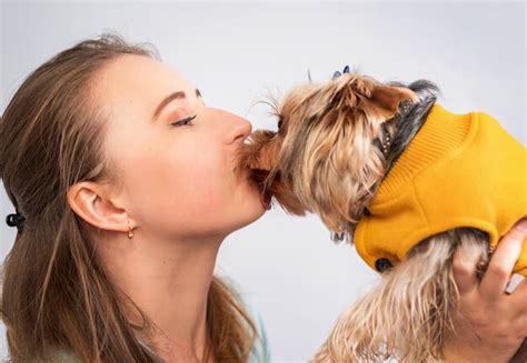 Estas Son Las Enfermedades Que Transmiten Los Perros Con La Saliva