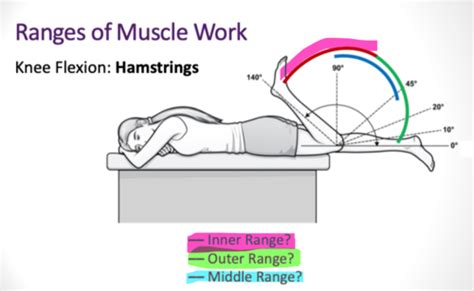 Phth Manual Muscle Testing Flashcards Quizlet