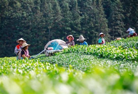 浙江淳安：有机茶园机械化采摘 人民图片网