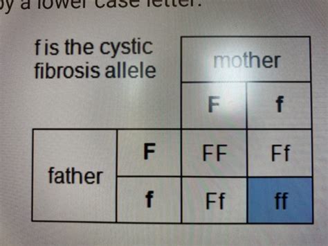 Inheritance And Evolution Flashcards Quizlet