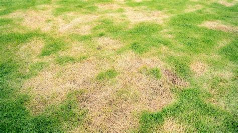 Brown Patch Treatment In Rockwall Wylie And Rowlett Tx Arboreal Lawn And Landscape