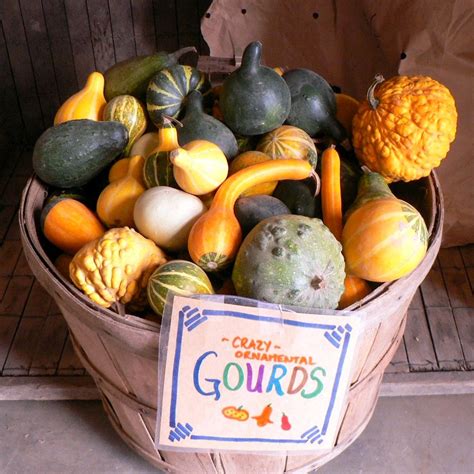 Ornamental Gourds Small Mixed Lagenaria Siceraria Seeds