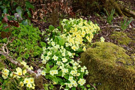 Primula vulgaris – Ballyrobert Gardens