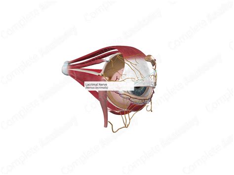 Lacrimal Nerve | Complete Anatomy