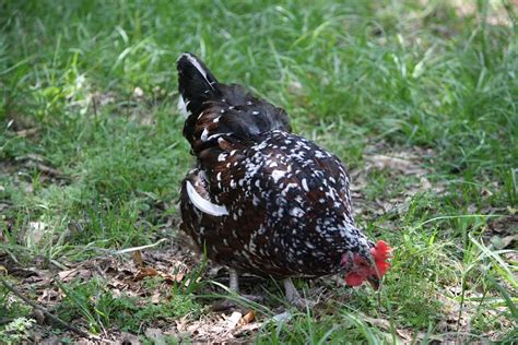 My favorite chicken, Nugget, was having a good day out in the sunshine ...