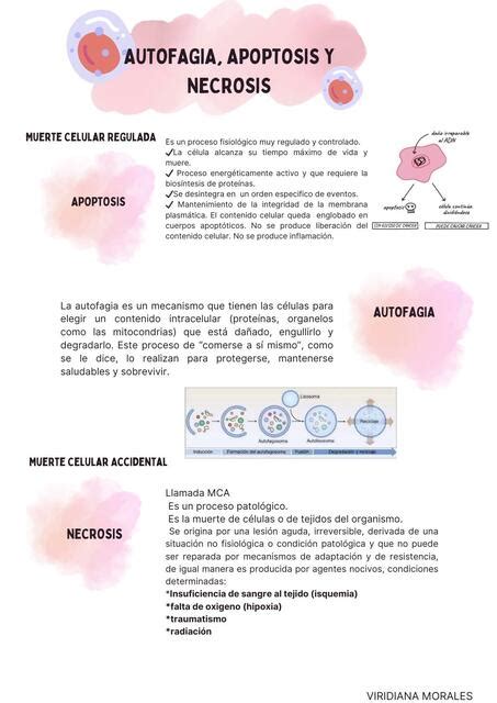 Autofagia Apoptosis Y Necrosis Diana M Udocz