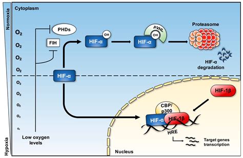 Biomedicines Free Full Text Hypoxia And Inflammation In Cancer