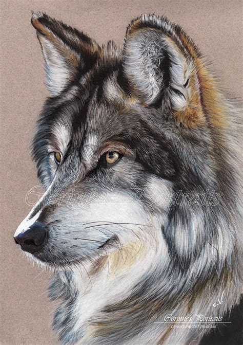 Timber Wolf Drawing - Drawing.rjuuc.edu.np