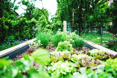 Most Fertile Bagged Soil For A Vegetable Garden Raised Bed And Inground