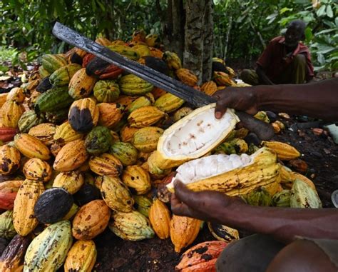 Here Is Exactly How Cocoa Farming Is Causing Deforestation The