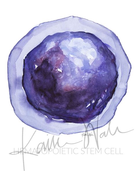 Stem Cells Watercolor Print Set - Stem Cell Art | 15% OFF – Lyon Road Art