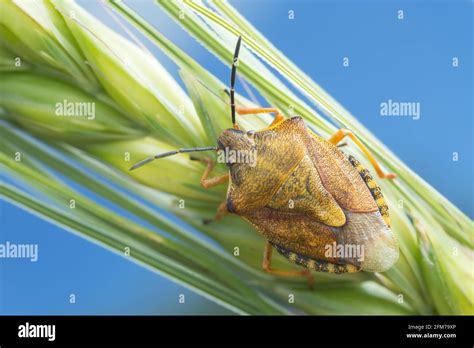Cereal Bug Hi Res Stock Photography And Images Alamy