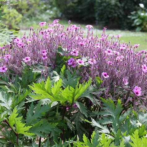 Geranium Maderense Plants And Care Nurseries Online