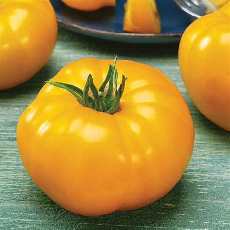 Tomato Spark S Yellow Heirloom Tomato Seeds Totally Tomatoes