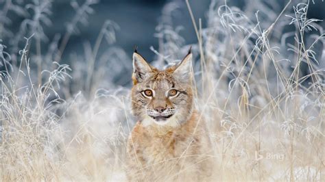 Bing Animal Desktop Wallpapers 4k Hd Bing Animal Desktop Backgrounds