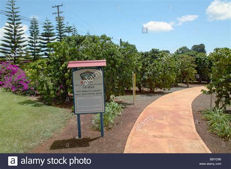 Coffee Tree Hi Res Stock Photography And Images Alamy